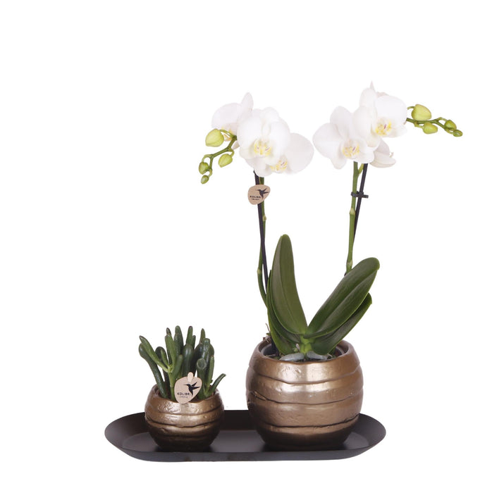 Grønne Planter Med Hvid Orkidé I Kobberpotter Og Sort Bakke