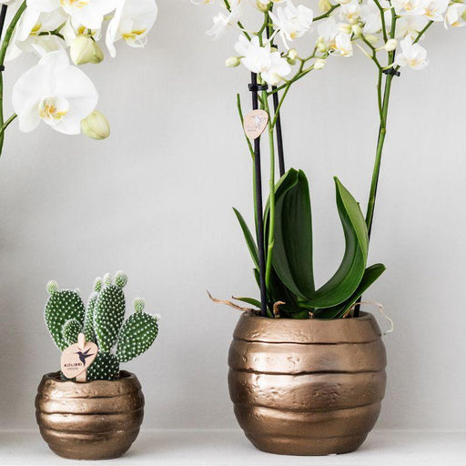 Grønne Planter Med Hvid Orkidé I Kobberpotter Og Sort Bakke