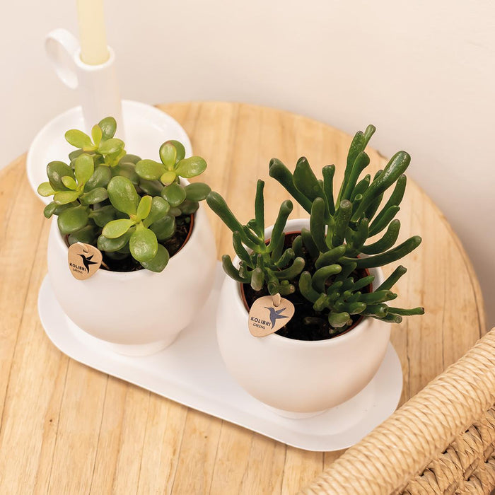 Hvid Oval Bakke | Hjem Dekoration