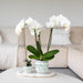 Hvid Oval Bakke - Home Cloud