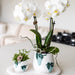 Hvid Oval Bakke - Home Cloud