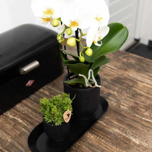 Sort Oval Plantebakke