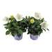 Hvid Platycodon - Balkonblomstrende Plante