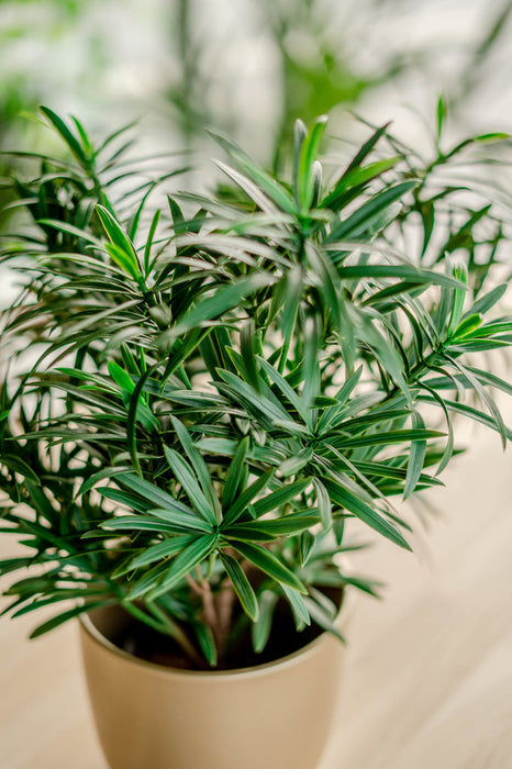 Podocarpus - Kunstig Grøn Plante
