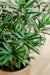 Podocarpus - Kunstig Grøn Plante