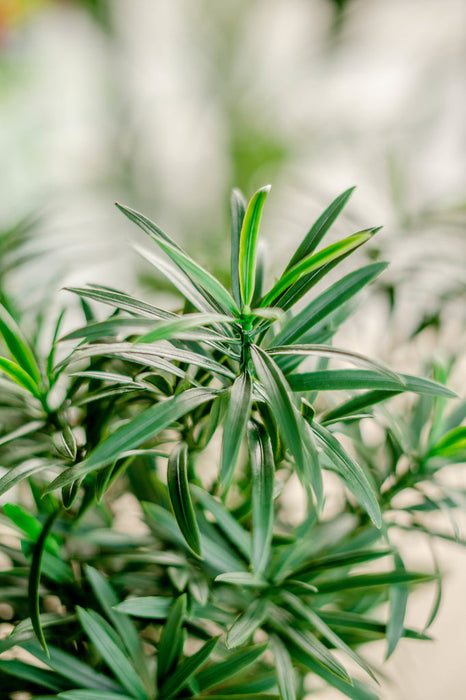 Podocarpus - Kunstig Grøn Plante