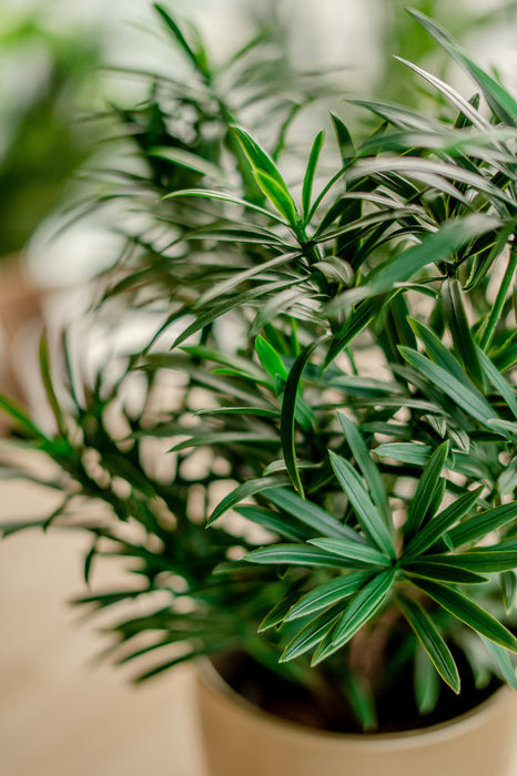 Podocarpus - Kunstig Grøn Plante