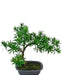 Podocarpus - Kunstig Granbonsai