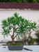 Podocarpus - Kunstig Granbonsai