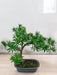 Podocarpus - Kunstig Granbonsai