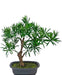Podocarpus - Kunstig Granbonsai