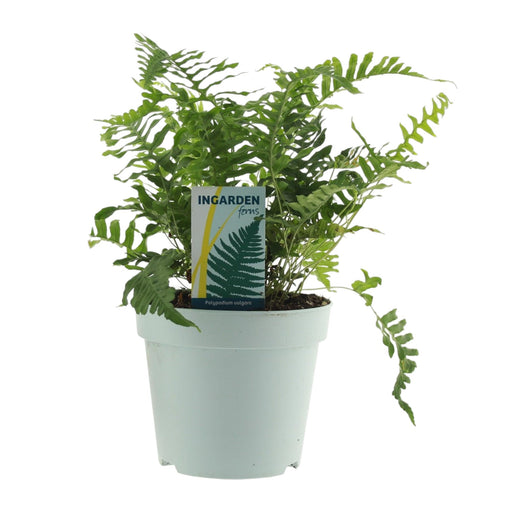 Almindelig Polypodium