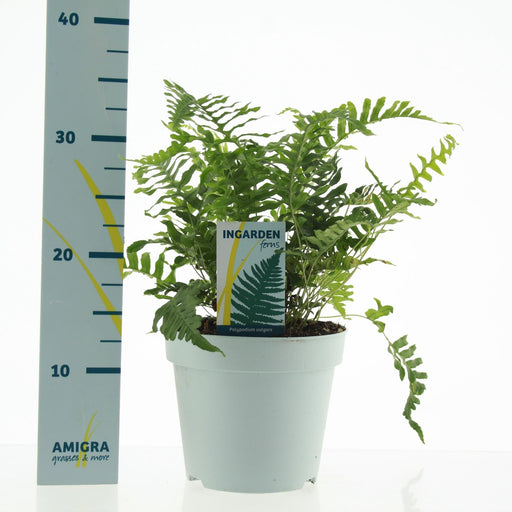 Almindelig Polypodium