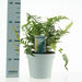 Almindelig Polypodium