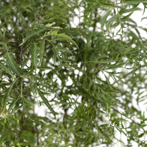 Polyscias Fruticosa H75Cm