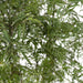 Polyscias Fruticosa H75Cm