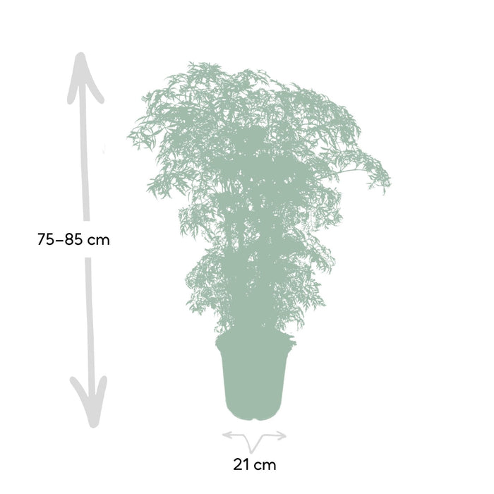 Polyscias Fruticosa H75Cm