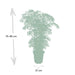 Polyscias Fruticosa H75Cm