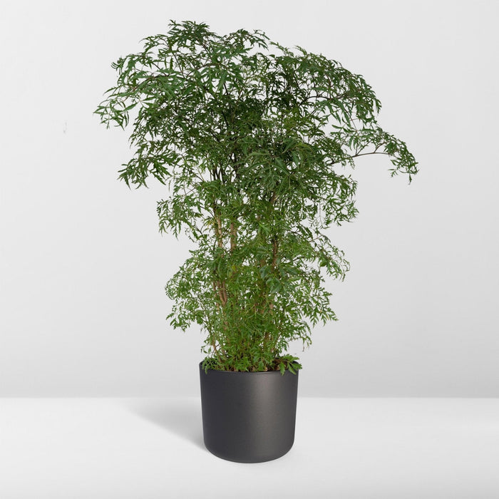 Polyscias Fruticosa H75Cm