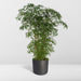 Polyscias Fruticosa H75Cm