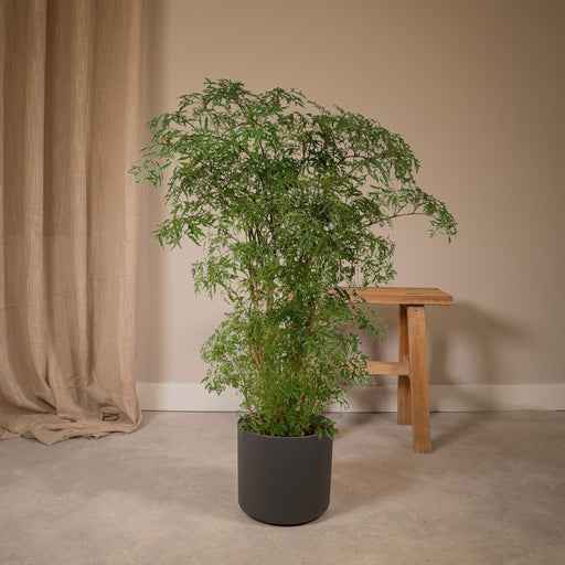 Polyscias Fruticosa H75Cm