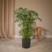 Polyscias Fruticosa H75Cm