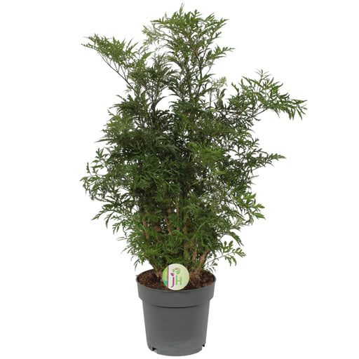 Polyscias 'Hawaiian'