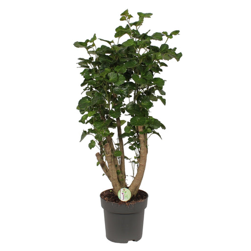 Polyscias 'Citron'