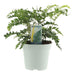 Polystichum Polyblepharum 'Jade'