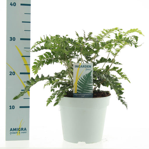Polystichum Polyblepharum 'Jade'