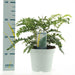 Polystichum Polyblepharum 'Jade'
