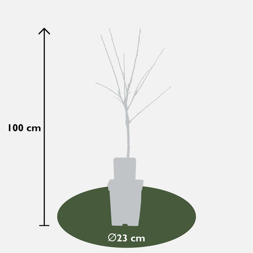 Malus Mix Æbletræ Sæt Af 2 - ↨100Cm - Ø23 - Frugttræ