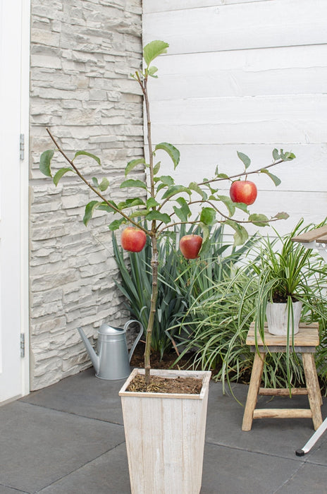 Malus Mix Æbletræ Sæt Af 2 - ↨100Cm - Ø23 - Frugttræ