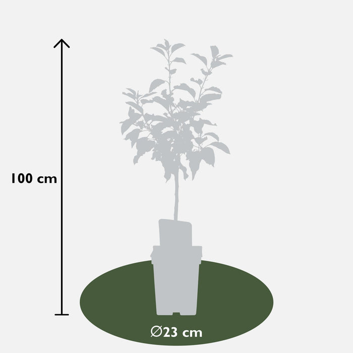Malus Mix Æbletræ Sæt Af 2 - ↨100Cm - Ø23 - Frugttræ