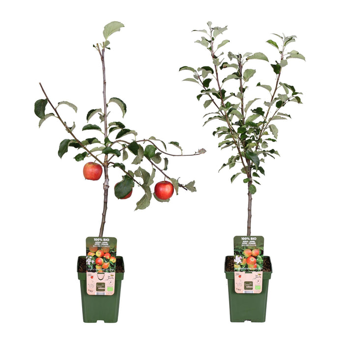 Malus Mix Æbletræ Sæt Af 2 - ↨100Cm - Ø23 - Frugttræ