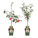 Malus Mix Æbletræ Sæt Af 2 - ↨100Cm - Ø23 - Frugttræ
