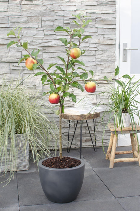 Malus Mix Æbletræ Sæt Af 2 - ↨100Cm - Ø23 - Frugttræ