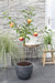 Malus Mix Æbletræ Sæt Af 2 - ↨100Cm - Ø23 - Frugttræ