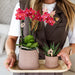 Bali Pot - Sand - Elegant Eklekticisme