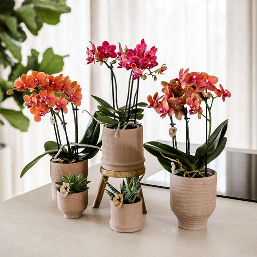 Bali Pot - Sand - Elegant Eklekticisme
