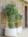 Camellia Gryde