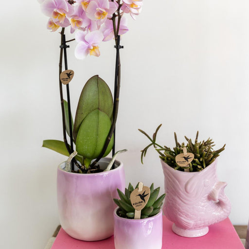 Fisk Keramisk Pot - Pink
