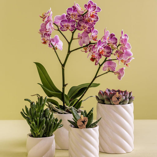 Hvid Candy Dekorativ Pot