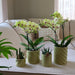 Dekorativ Candy Pot - Vibrant Green