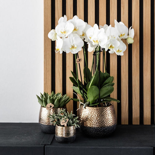 Elite Kobber Citrus Dekorativ Pot