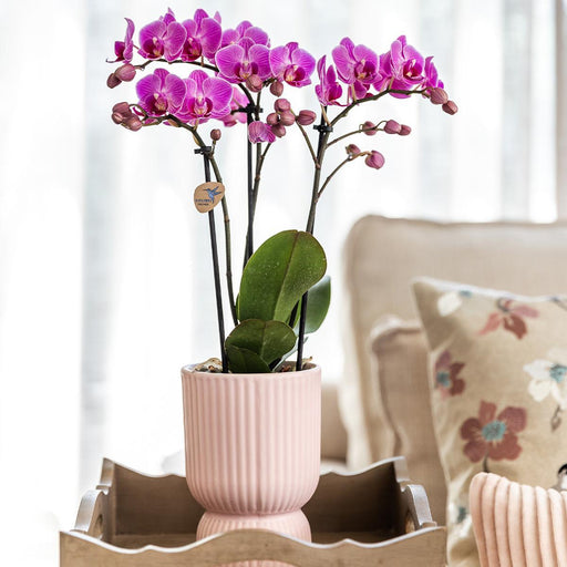 Diabolo Pink Dekorativ Pot