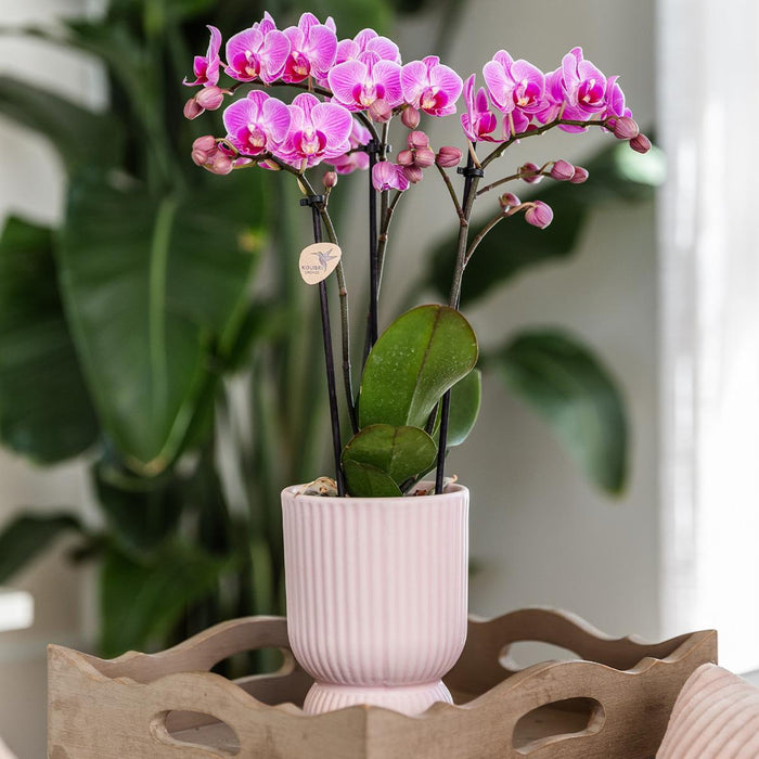 Diabolo Pink Dekorativ Pot