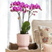 Diabolo Pink Dekorativ Pot