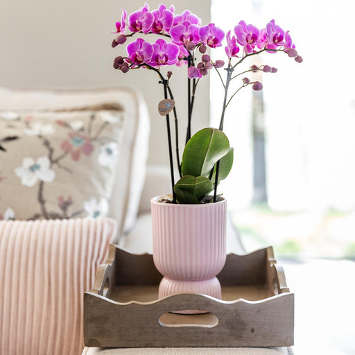 Diabolo Pink Dekorativ Pot