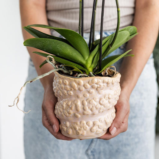 Dekorativ Octopus Keramisk Pot